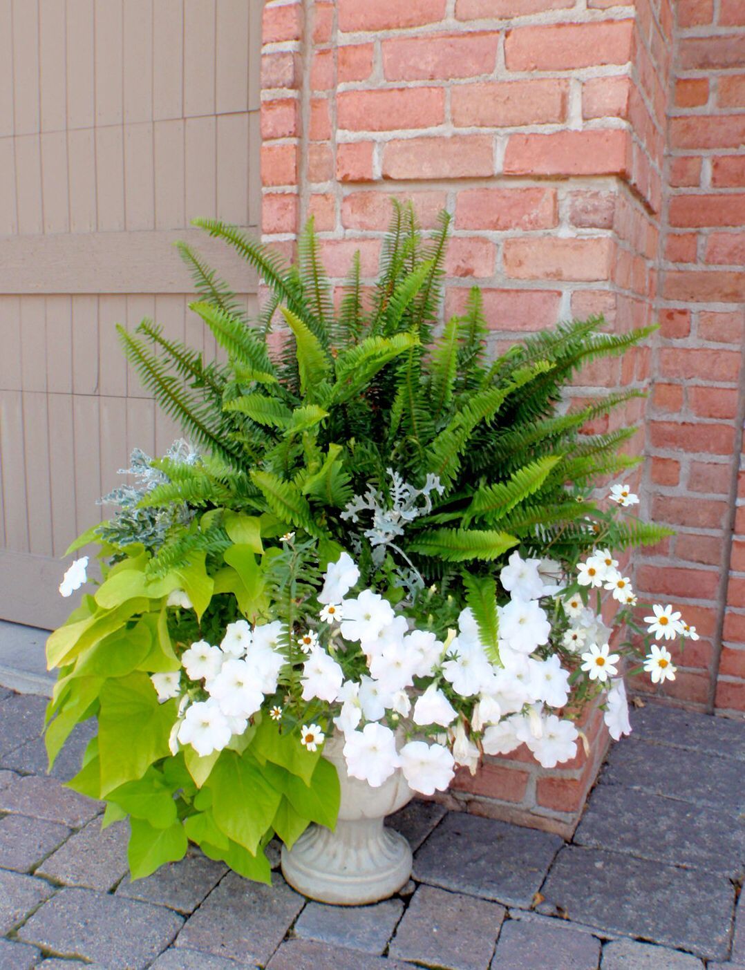A pretty container with Fern impatience and sweet potato vine.
