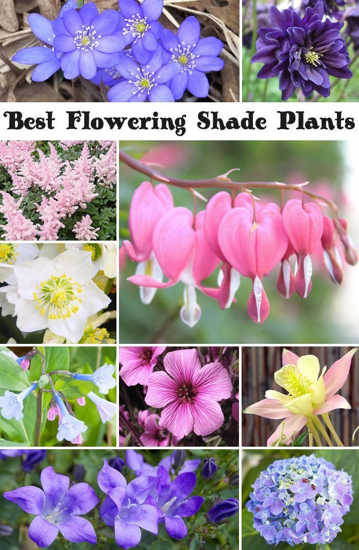 Best Flowering Shade Plants