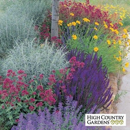 Grow more flowers using less water with this arresting combination of long-blooming, easy-care perennials.  Their bright, clear