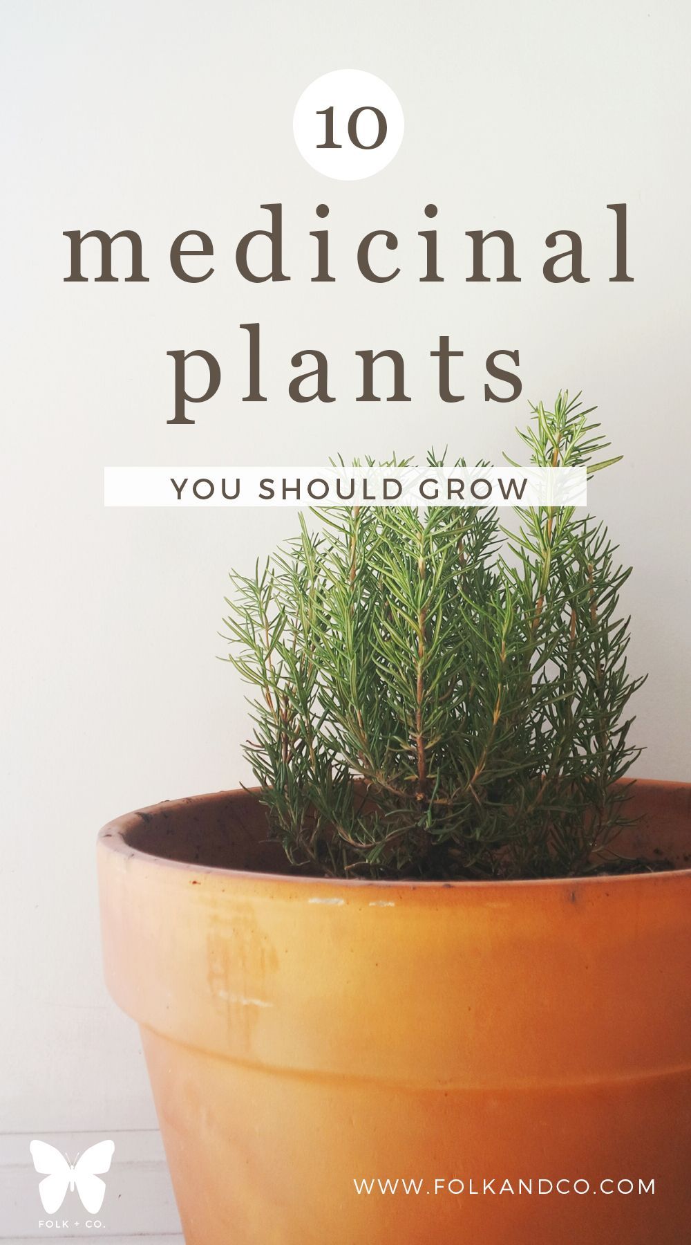 10 Medicinal Plants You Should Grow — The more I learn about plants the more I…