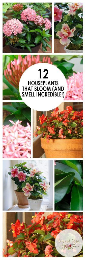 12 Houseplants That Bloom (And Smell Incredible!) | Houseplants That Bloom, Low Maintenance House Plants, Easy to Grow
