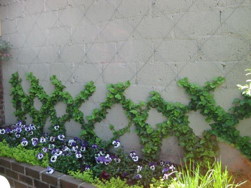climbing garden to cover cinder blocks. http://gateforless.com/product-category/fence/block-wall/