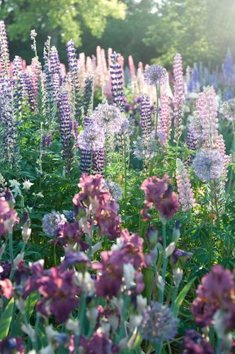 Cottage garden with lupine and allium and Iris ‘Rip City’ on early summer morning
