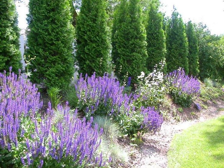 Cypress trees and lavender