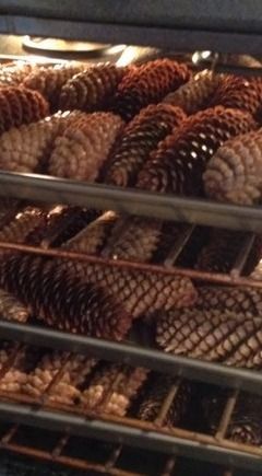 How to Clean and Dry Pine Cones for Crafting and Decorating.