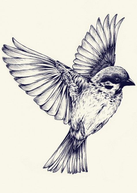 ink and pen bird. Teagan White