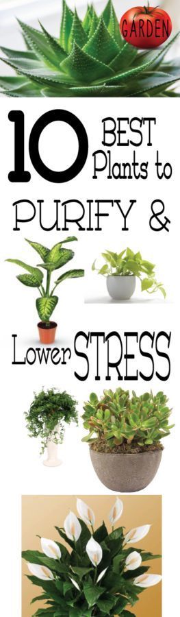 My home needs these plant to lower stress and purify, I think I’ll put a plant in each room. This blog is a great resource for