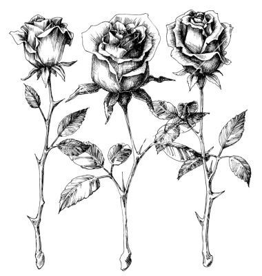 Single roses drawing set vector on VectorStock