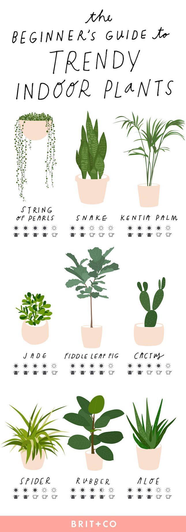 The Beginners Guide to Trendy Indoor Plants via Brit   Co