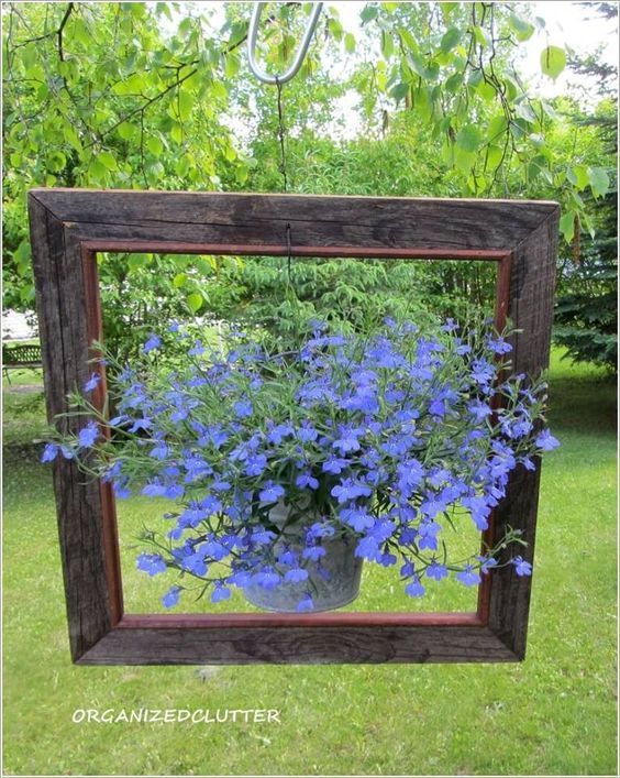 What a lovely way to highlight this beautiful lobelia