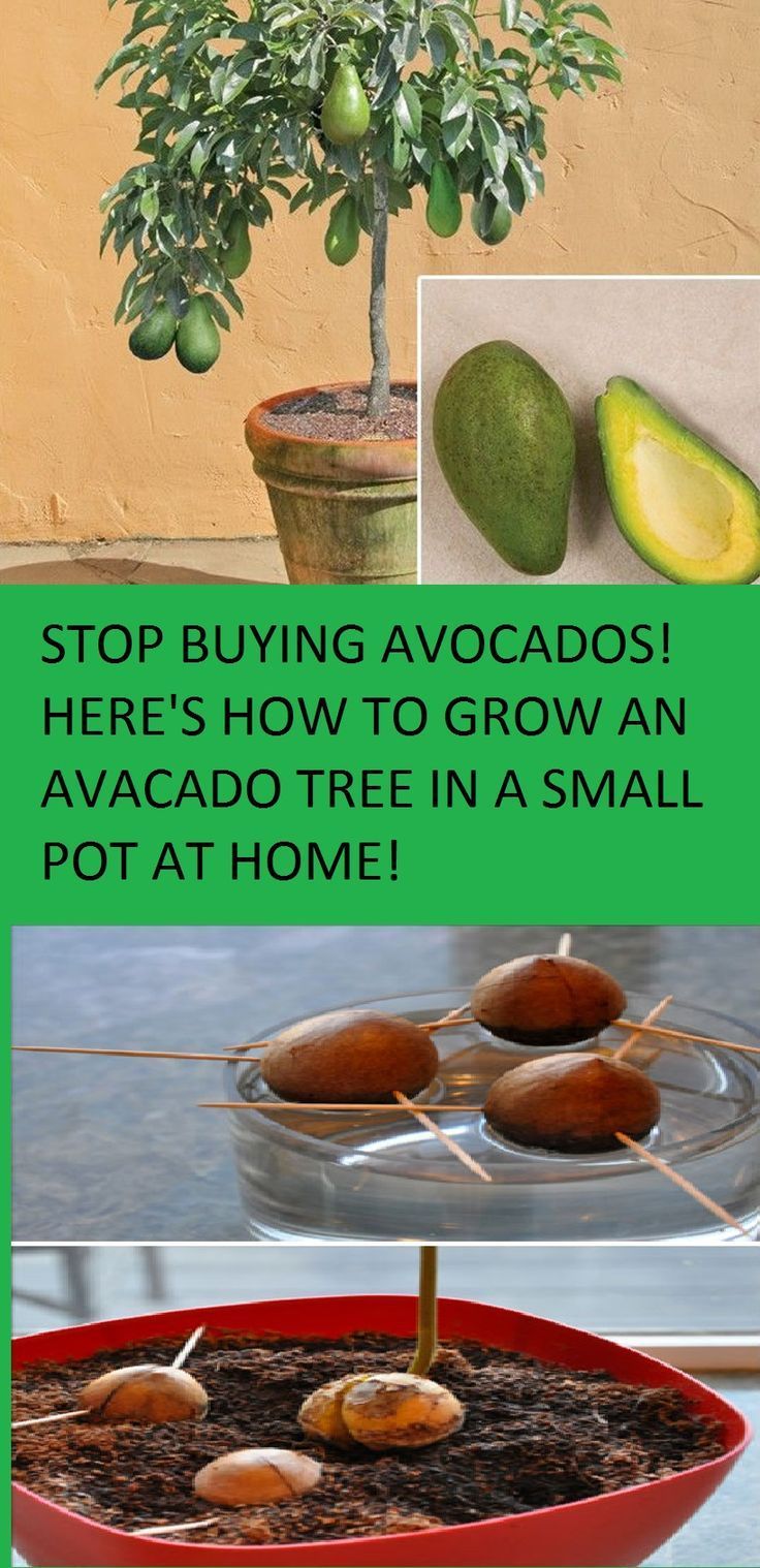 will go to www.healthylfealways.org article about growing Avocados.