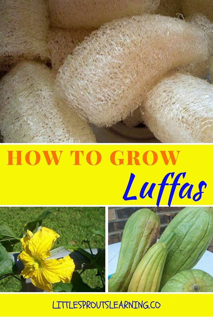 Can you even believe luffas are a gourd that grow on a vine? There are a ton of uses for luffas. Check out how to grow them and