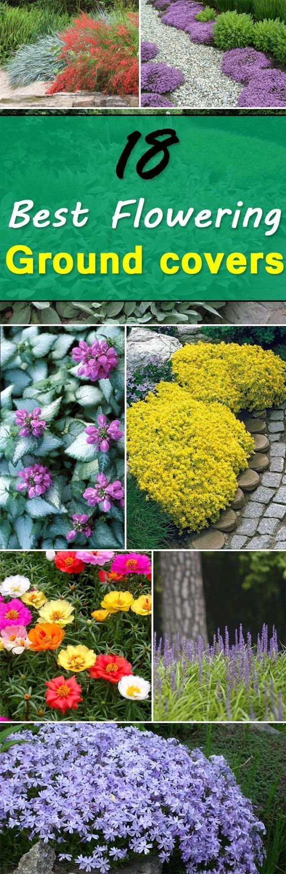 Check out these 18 Flowering Ground Cover Plants – they’re not only easy to grow but look beautiful too! | Balcony Garden Web