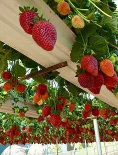 DIY Strawberry Gutter Garden. So cool! Might dry out easily though. Maybe good for a greenhouse.