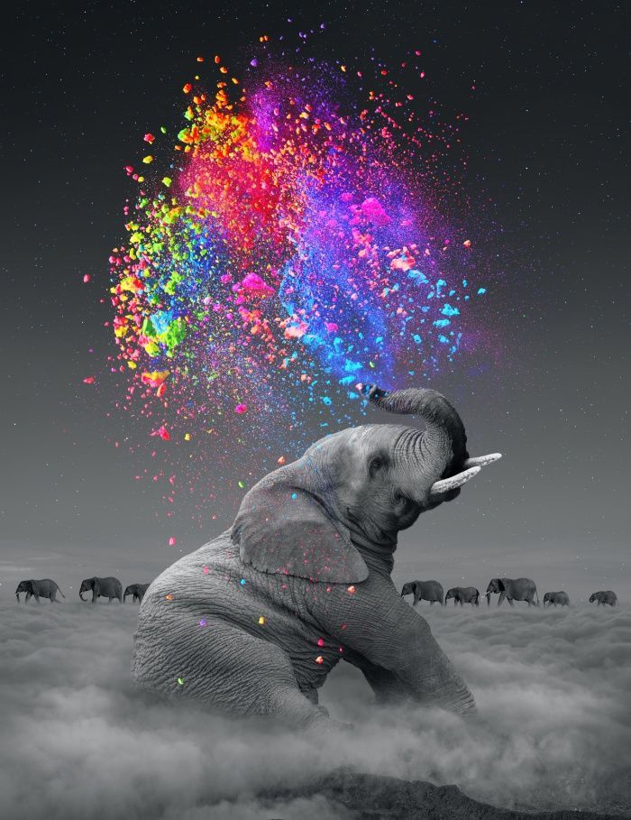 elephant, dreams, dream in color, rainbow…