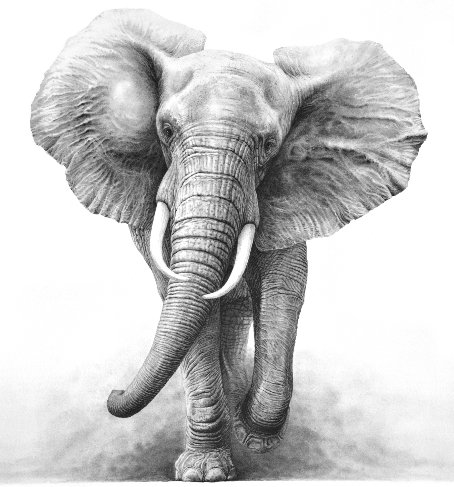 Elephant Pencil Drawing Tattoo Design
