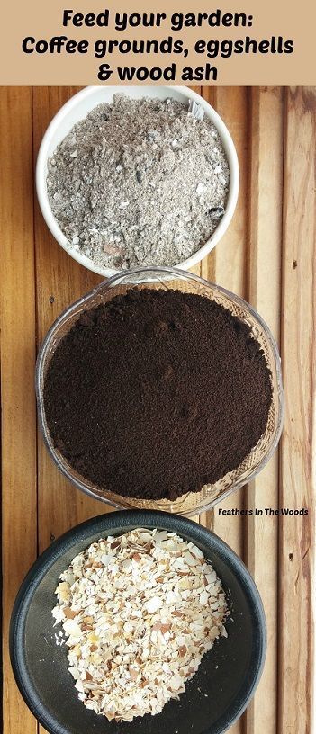 Feed your garden! Using coffee grounds, wood ash and eggshells in the garden