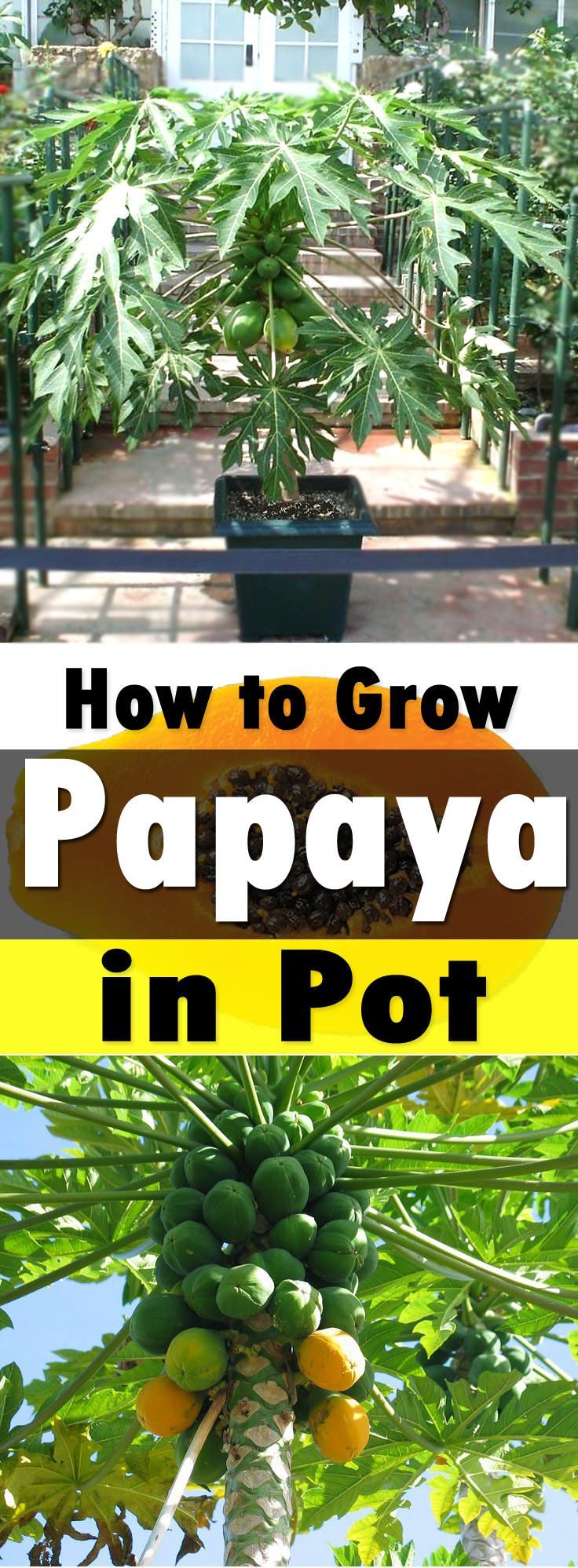 Growing papaya is perfect for gardeners who like to grow easy to grow fruit trees. Papaya tree care is simple, it is low