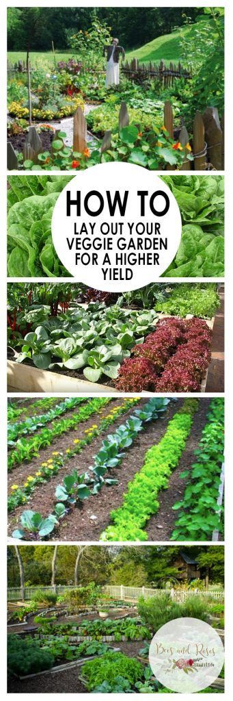 How to Lay Out Your Veggie Garden for A Higher Yield| Vegetable Gardening, Gardening Tips and Tricks, Vegetable Gardening Hacks,