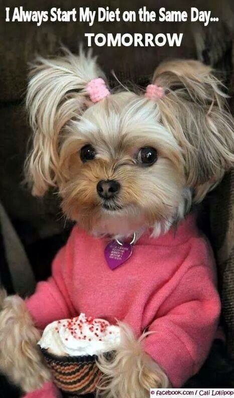 Oh my gosh, this dog is probably the cutest thing I’ve ever seen. I especially like the pony tails!!