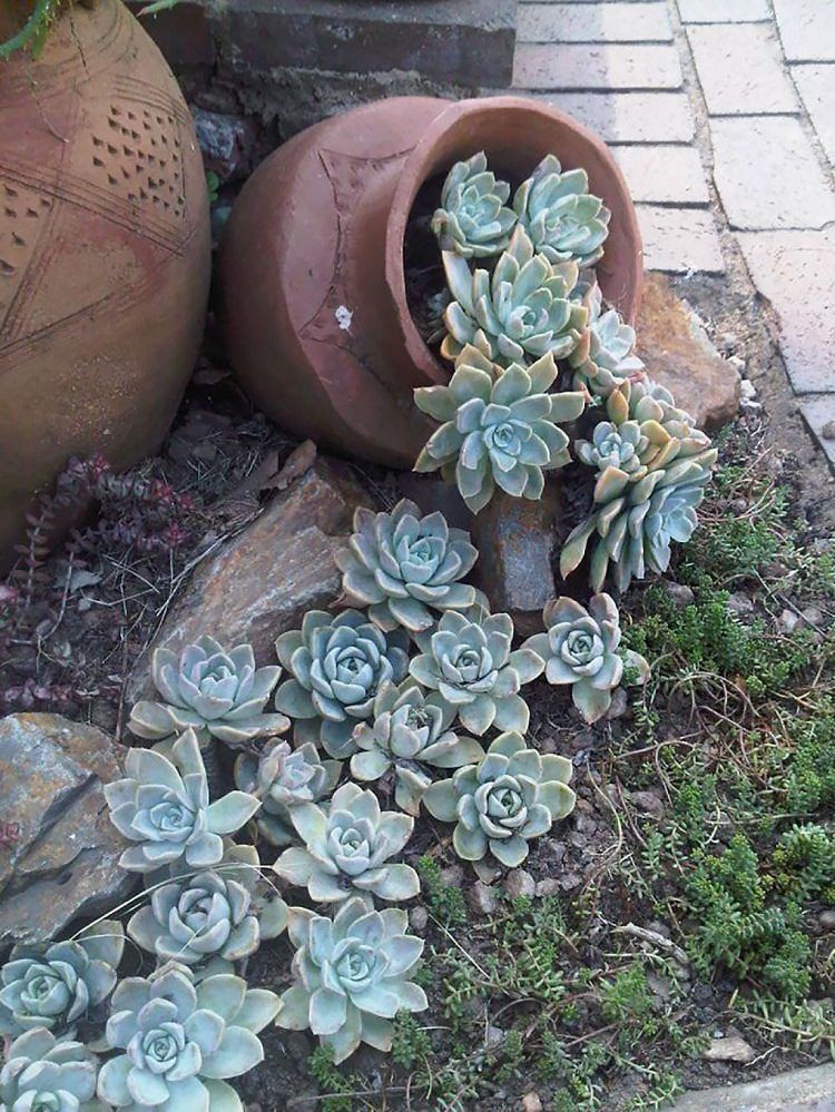 See these fascinating succulent planting ideas. You wll definitely find them interesting. The best part is that we have added