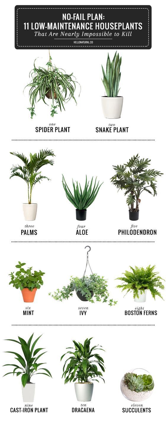 This infographic and blog break down the simplest plants to have in your house this spring! Now’s the time to bring greenery