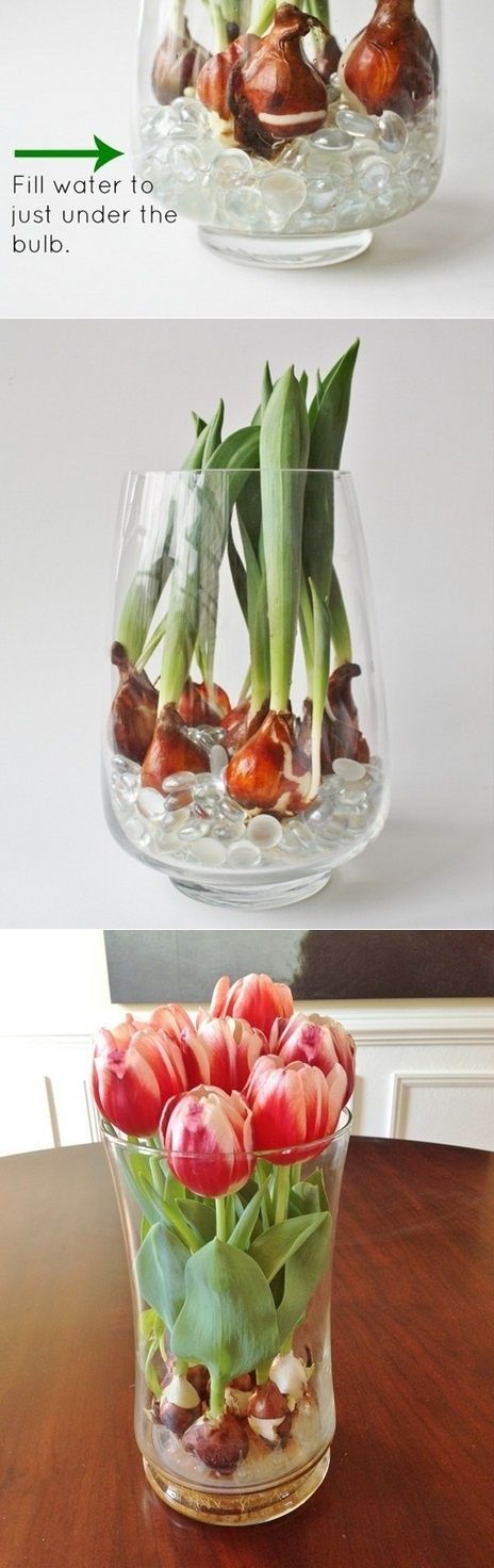year round indoor tulips….I think this is worth a try