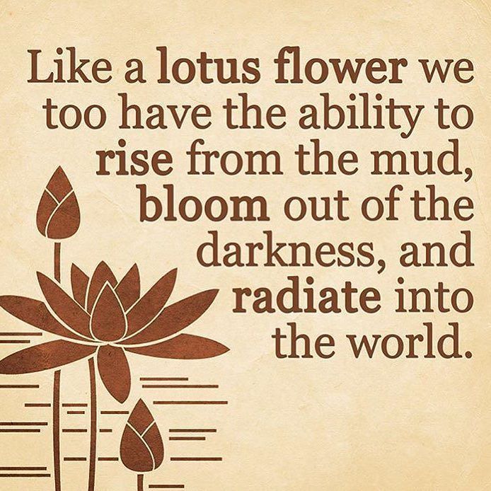 Anybody who has ever observed a lotus flower emerging from a murky pond cannot fail to see the beauty of this exquisite plant. The