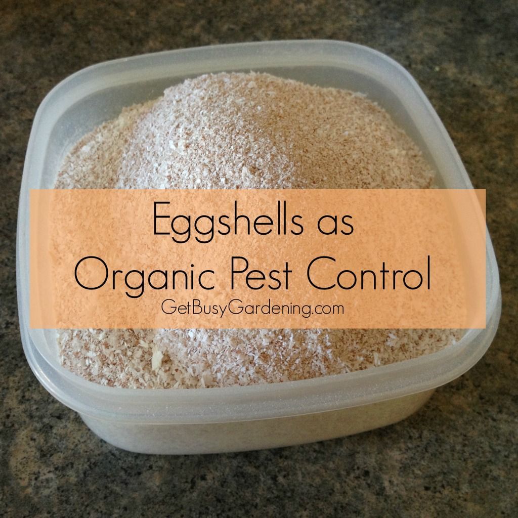 Eggshells as Organic Pest Control. Works to kill Japanese beetles, flea beetles, snails, slugs, and other pests in the garden. And