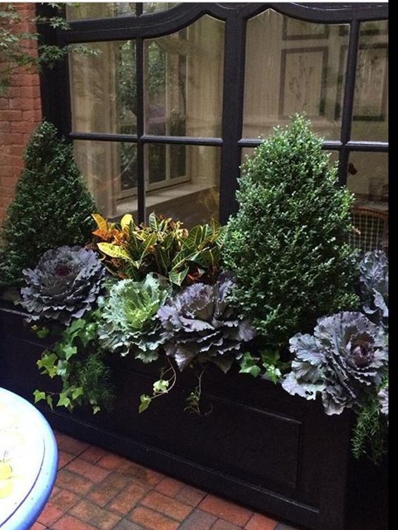 Get the look: Pair of good-sized, cone-shaped boxwood (Winter Gem Boxwood) + cascades of English Ivy + dark and light hued