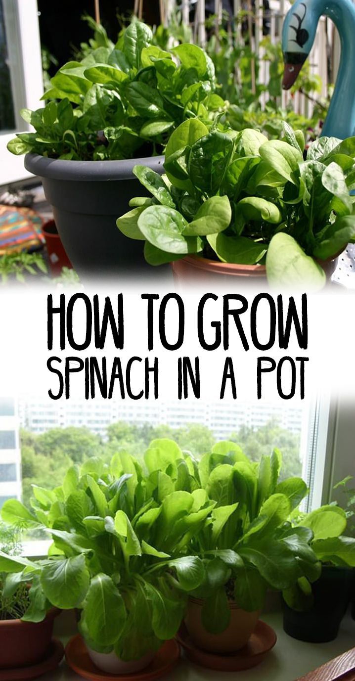 How to Grow Spinach in Pots | Growing Spinach in Containers & Care