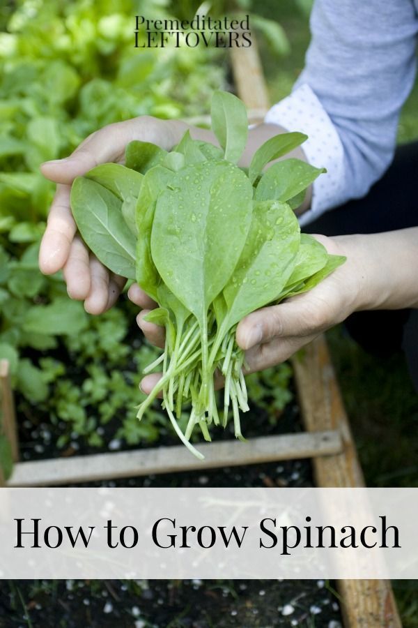 How to Grow Spinach including how to grow spinach from seed, how to transplant spinach seedlings, when and how to harvest spinach