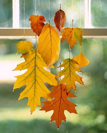 Gather leaves, dip them in wax to hold their colors, and suspend in front of a window. Gorgeous~~