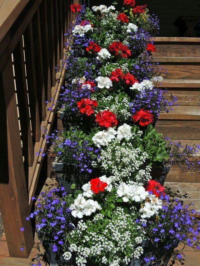 I'm in love with red, white and blue flowers for summer landscaping!
