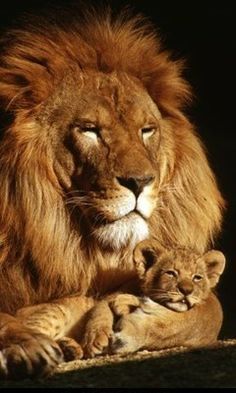 Image result for baby lion tugging on dad
