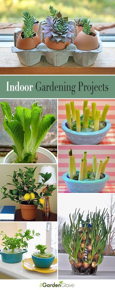 Indoor Gardening Projects • Great Ideas and Tutorials!