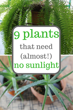 Plants that grow with little sunlight.  Gardening, Gardening Tips, Indoor Gardening, Low Sunlight Plants