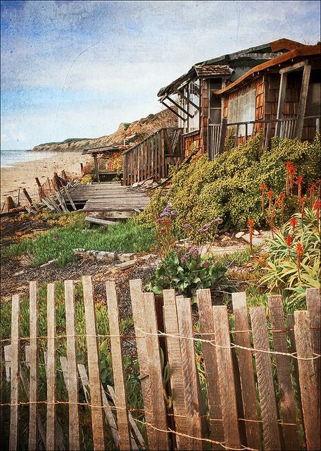 Southern California windswept cottage by the sea, the surfer’s classic abandoned garden