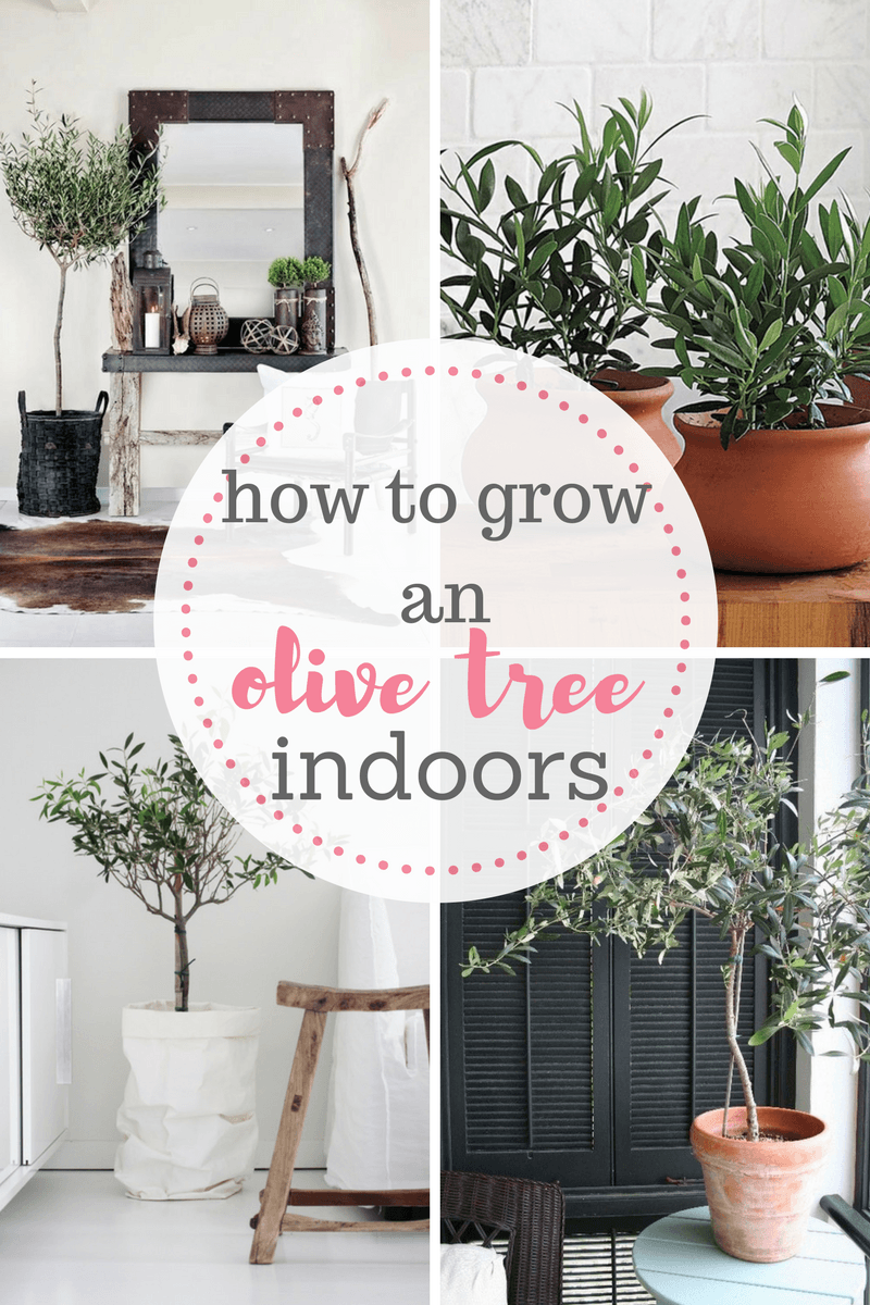 The easy way to growing an olive tree indoors! It is possible! Check out my indoor gardening article! Easy gardening is the best!