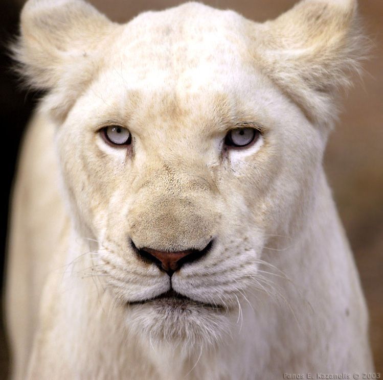 The Rare White Lion -White lions are not albino as they have pigmentation which shows particularly in eye, paw pad and lip colour.