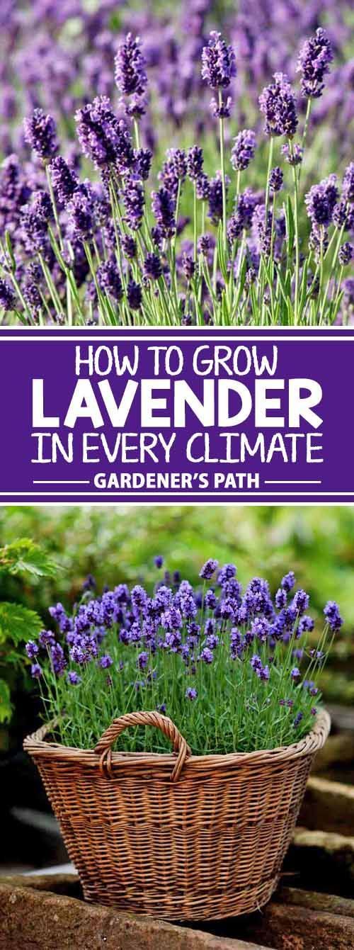 How to Grow Lavender in Every Climate -   22 beautiful garden
 ideas
