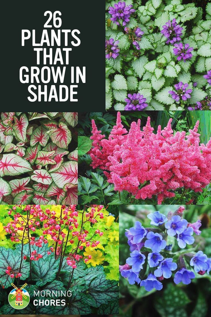 25 Gorgeous Shade-Tolerant Plants That Will Bring Your Shaded Garden Areas to Life -   22 beautiful garden
 ideas