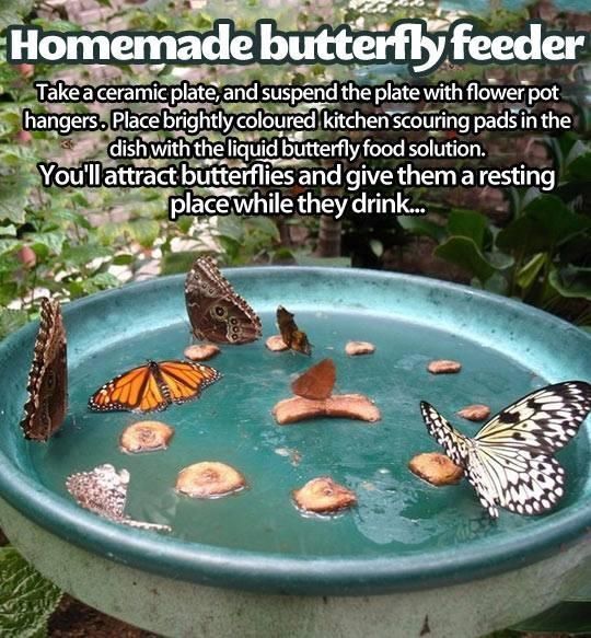Attract Butterflies By Making A DIY Feeder in 6 Simple Steps -   22 beautiful garden
 ideas
