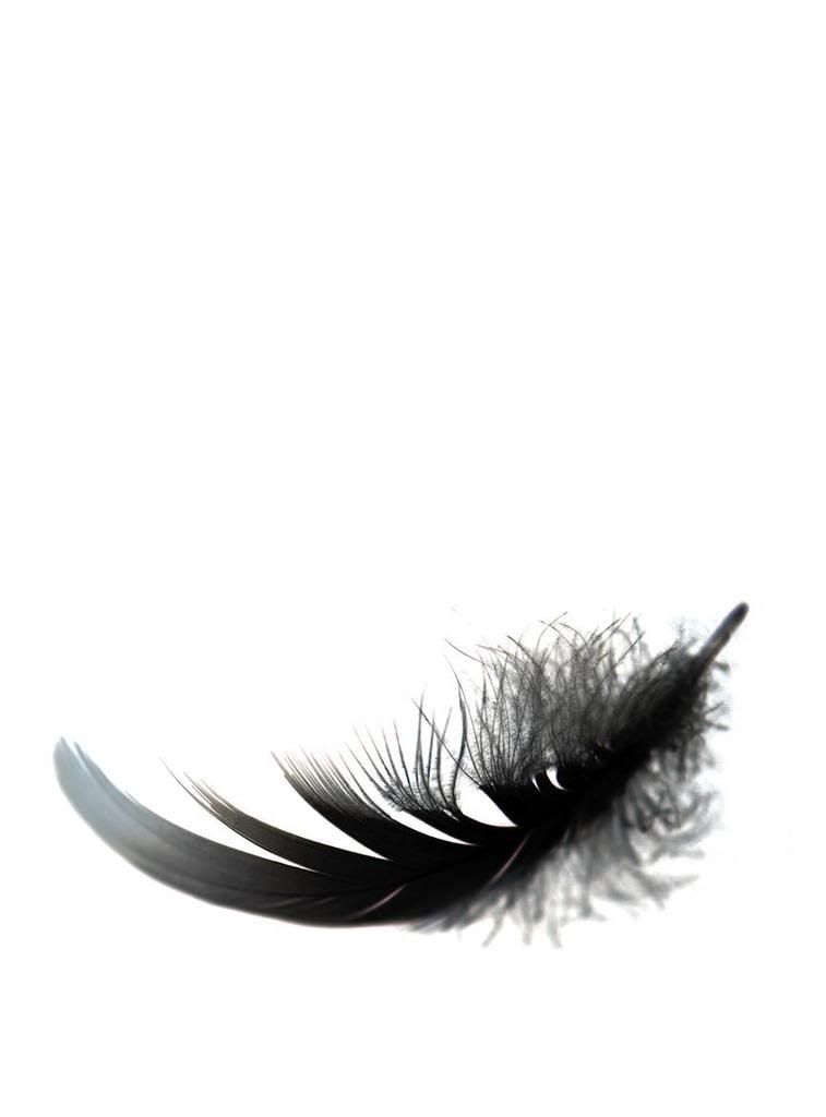 I am obsessed with feathers, which is weird considering I'm afraid of birds..! I've got the coolest collection of them -   24 black feather tattoo
 ideas