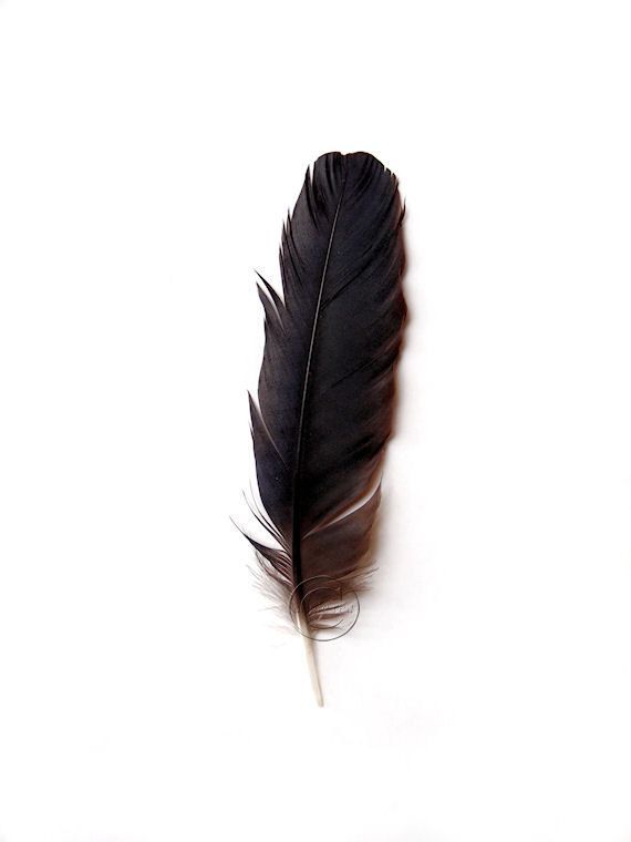 Crow Feather, Feather Print, Fine Art Nature Photography, Crow Feathers, Still Life, Black and White, Wall Art, Crow Art -   24 black feather tattoo
 ideas