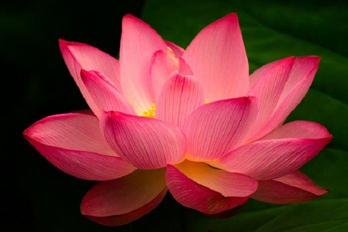 Pink Lotus flower -   24 pink lotus tattoo
 ideas