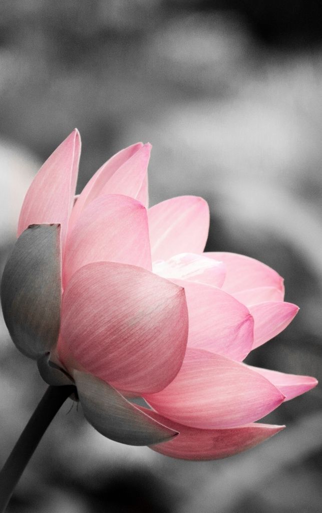 Lotus on Black and White -   24 pink lotus tattoo
 ideas