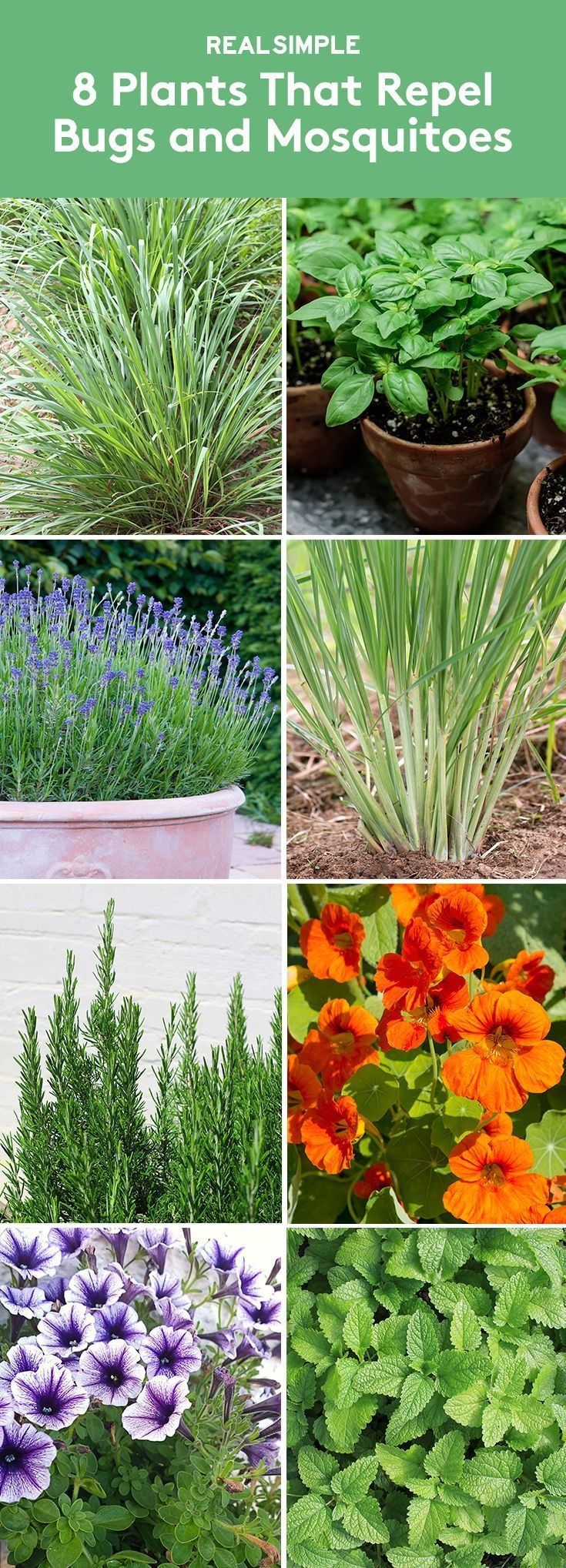 8 Plants That Repel Bugs and Mosquitoes -   25 outdoor garden decoracion
 ideas