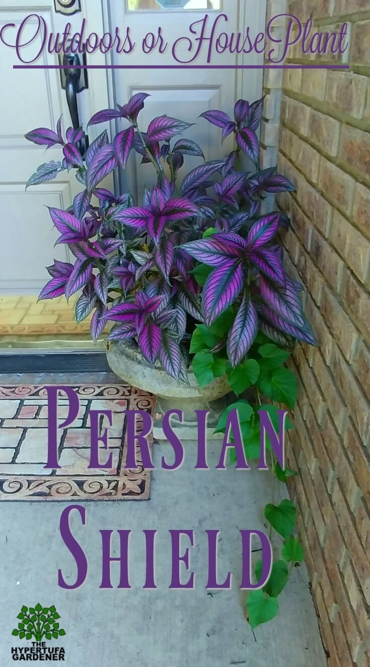 Persian Shield - That Pretty Purple Plant -   25 outdoor garden decoracion
 ideas