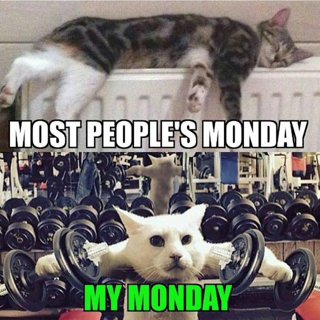 Forget doing delts on Caturday. Do'em on Monday. No shoulder pads required? -   19 monday fitness humor
 ideas